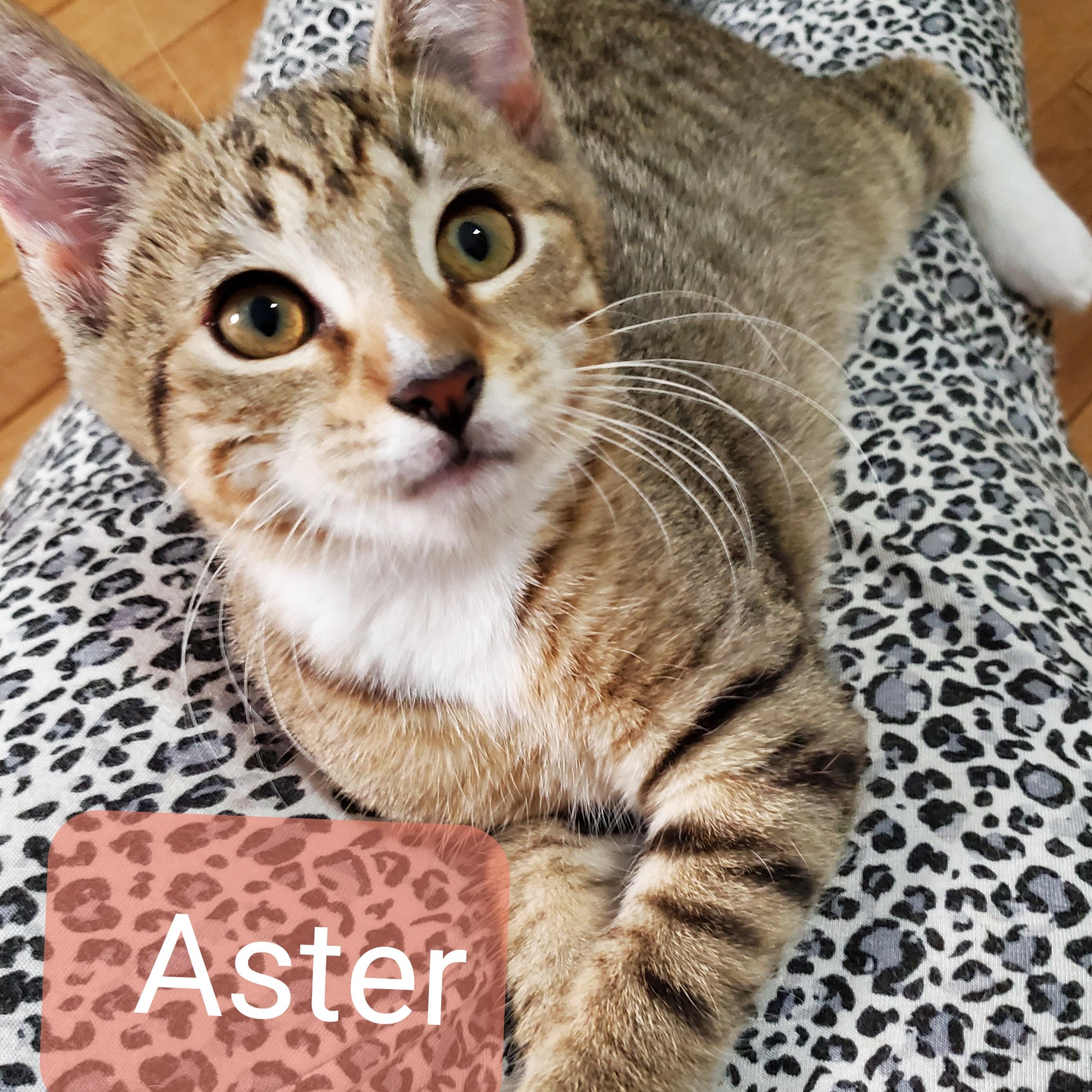 Aster, Adoptable, Young Female Domestic Short Hair.