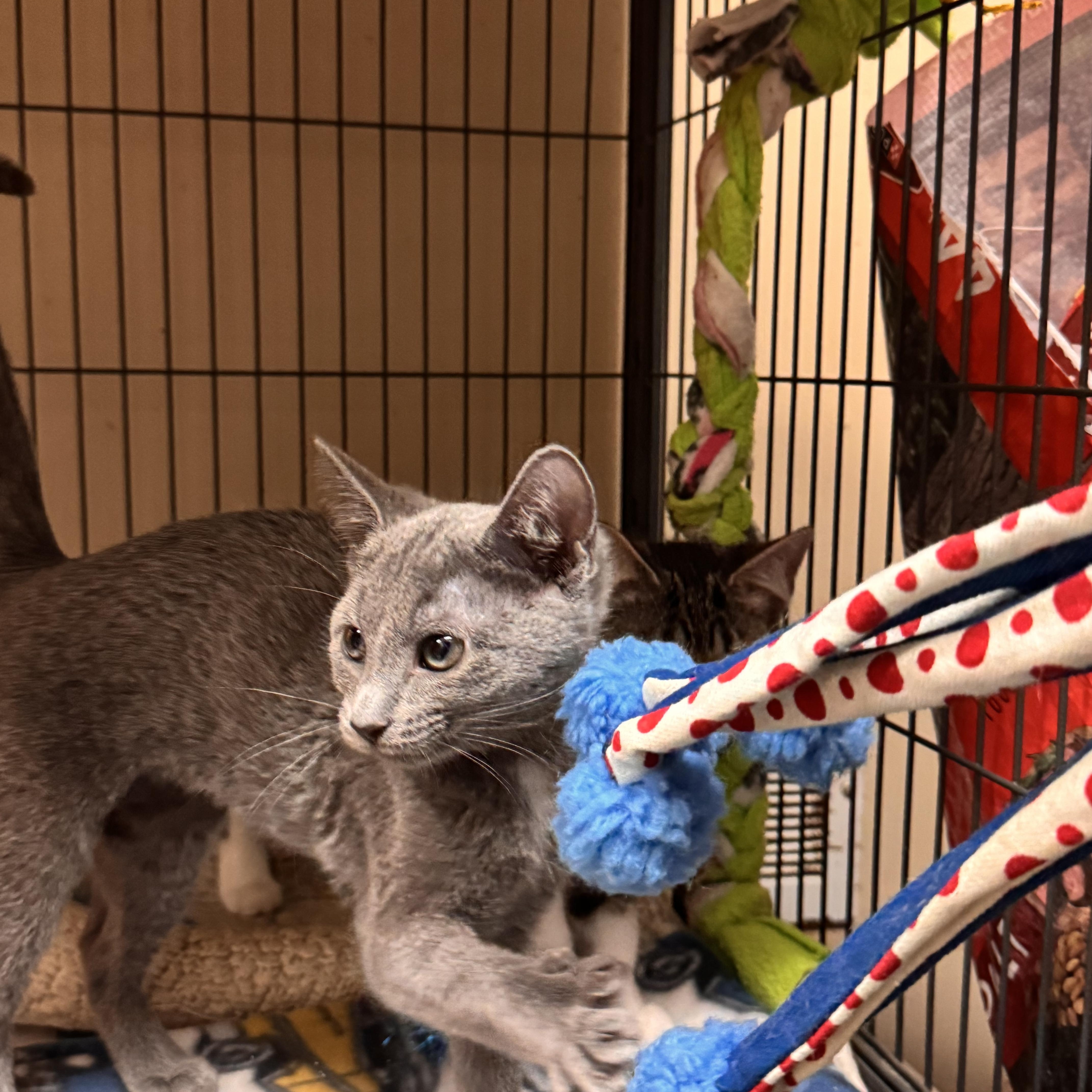 Enlarge Diamond, a ADOPTABLE Domestic Short Hair in Logan, OH image 1/1