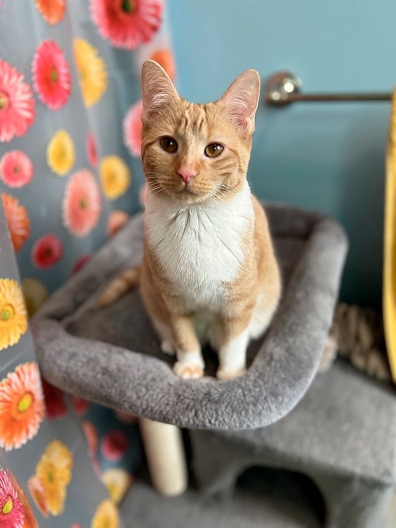 Enlarge Tweed Thimblekins, a Adopted Domestic Short Hair in Newtown, CT image 1/8