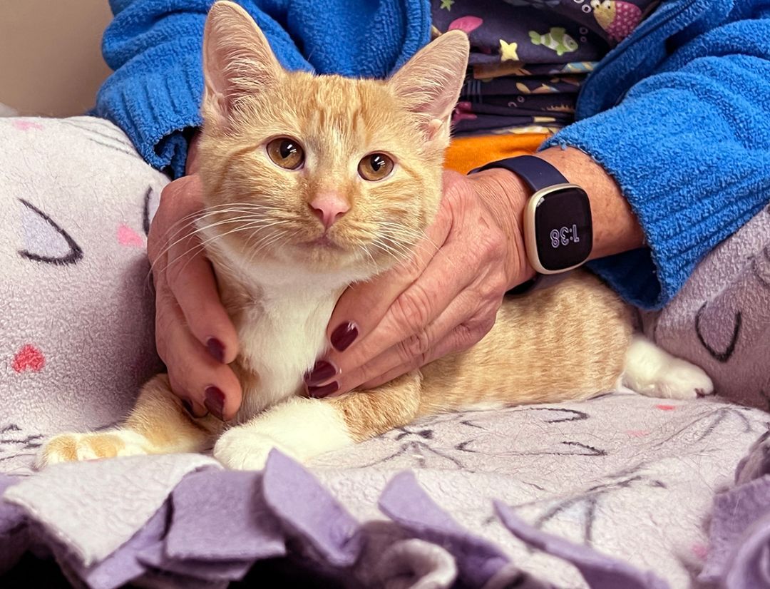 Enlarge Tweed Thimblekins, a Adopted Domestic Short Hair in Newtown, CT image 2/8