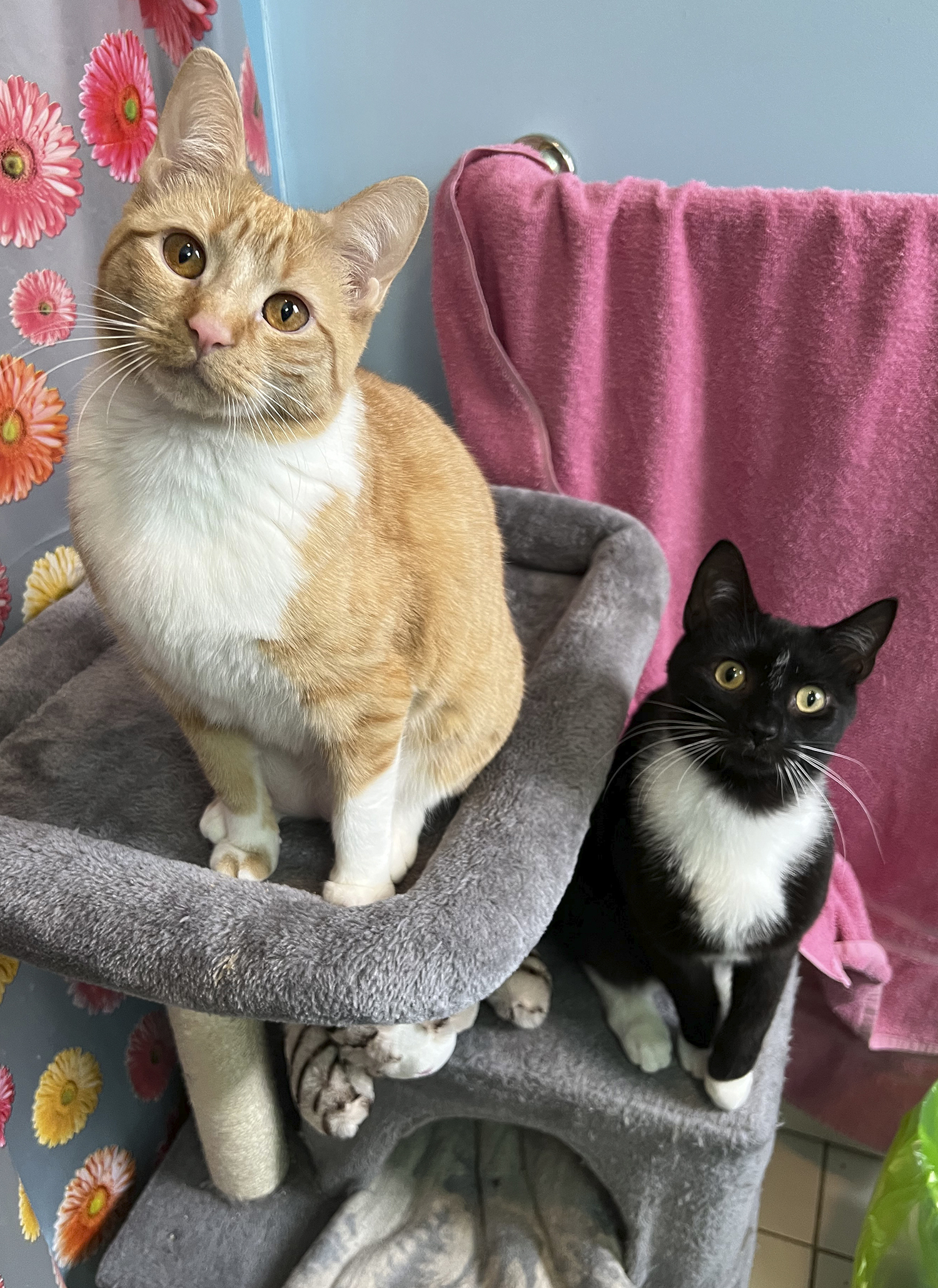 Enlarge Tweed Thimblekins, a Adopted Domestic Short Hair in Newtown, CT image 3/8