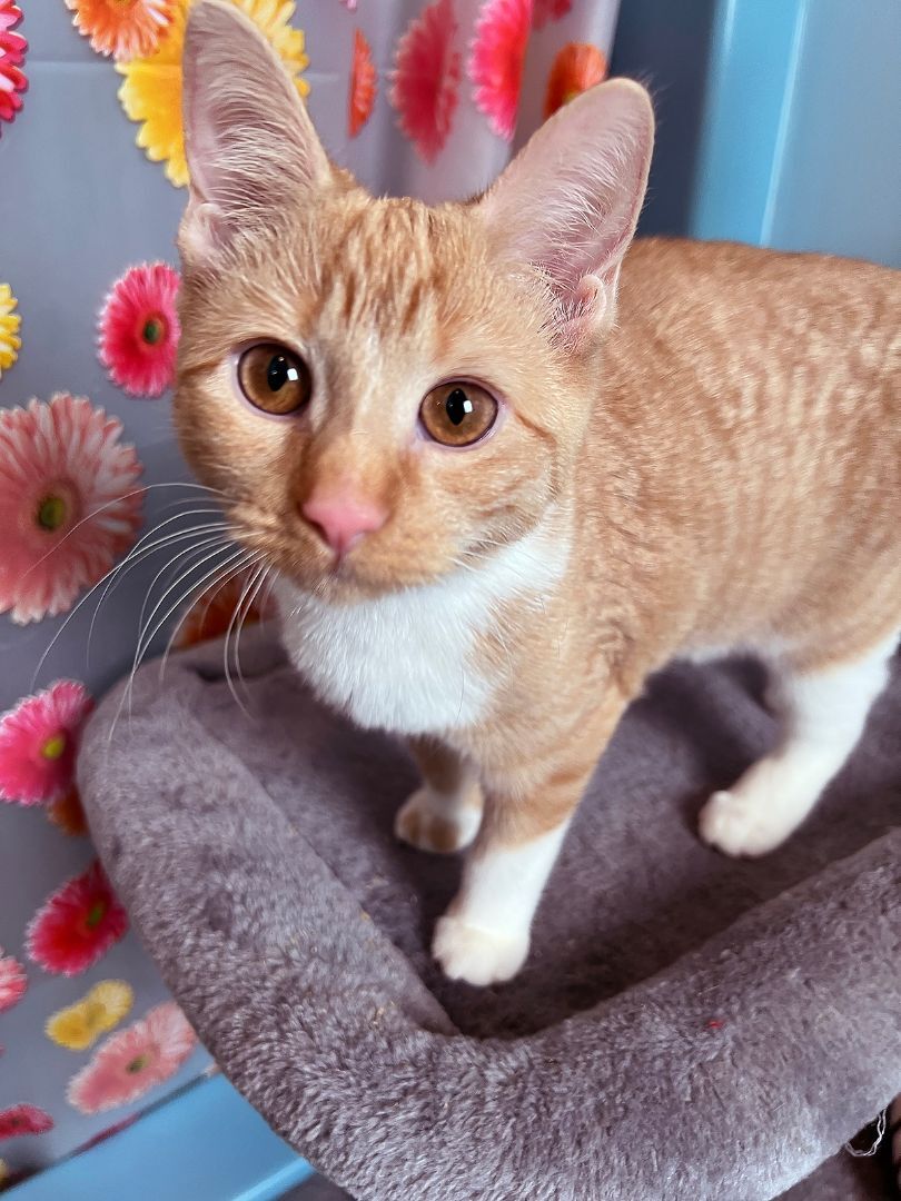 Enlarge Tweed Thimblekins, a Adopted Domestic Short Hair in Newtown, CT image 4/8