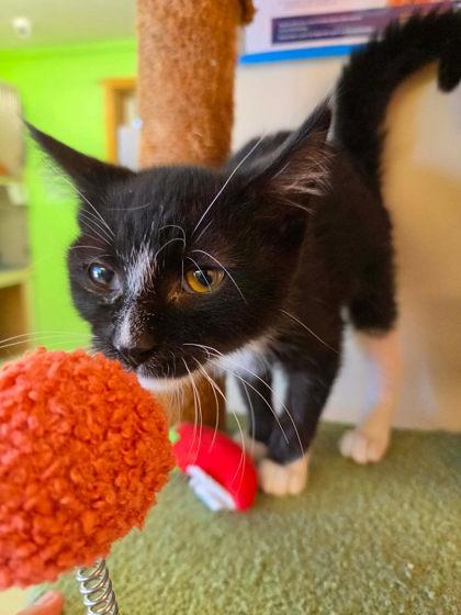 Bug, a Adoptable mixed breed in Scottsbluff, NE image 1/3