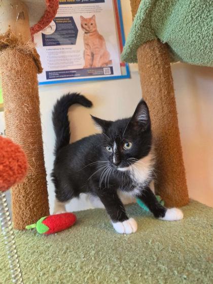 Bug, a Adoptable mixed breed in Scottsbluff, NE image 2/3