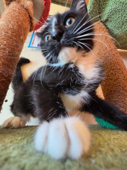 Bug, a Adoptable mixed breed in Scottsbluff, NE image 3/3