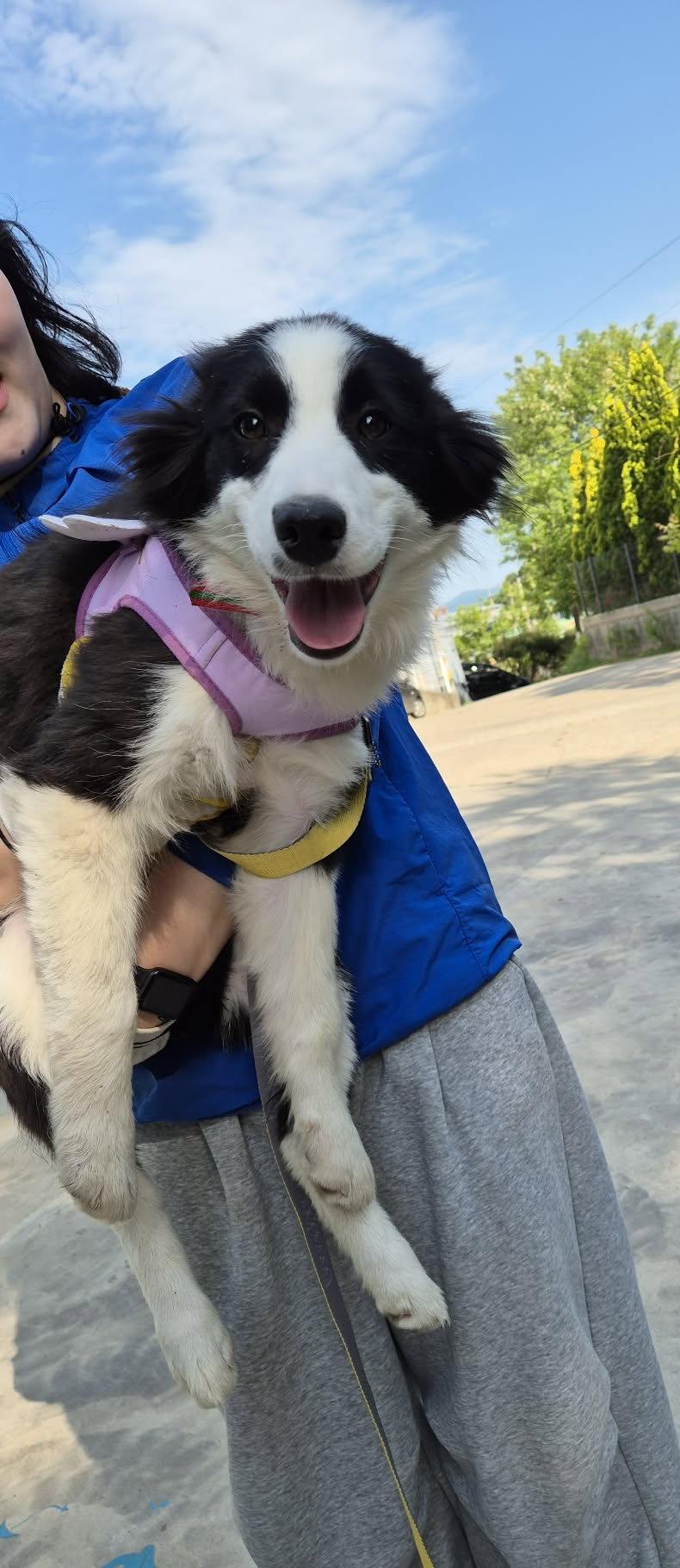 BORI, Adopted, Puppy Female Border Collie.