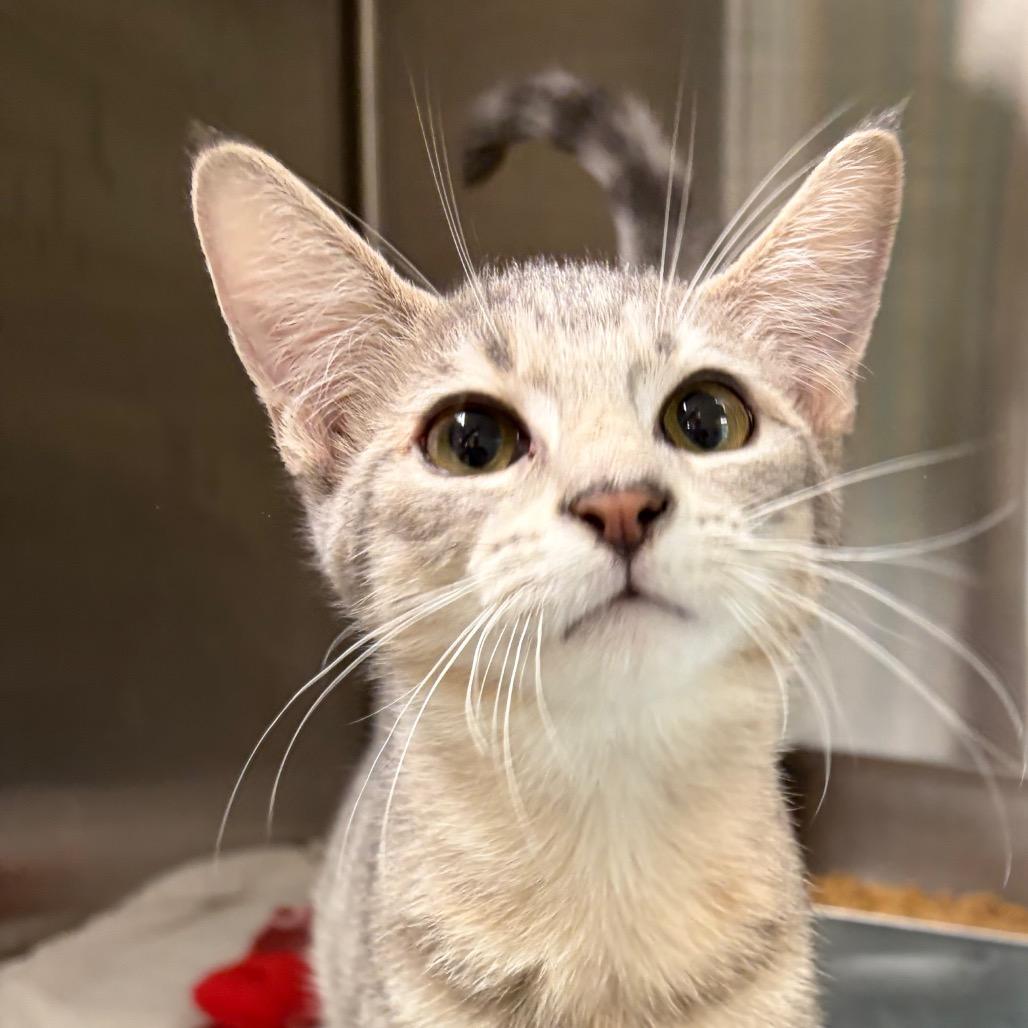 Javier, Adoptable, Kitten Male Domestic Short Hair.