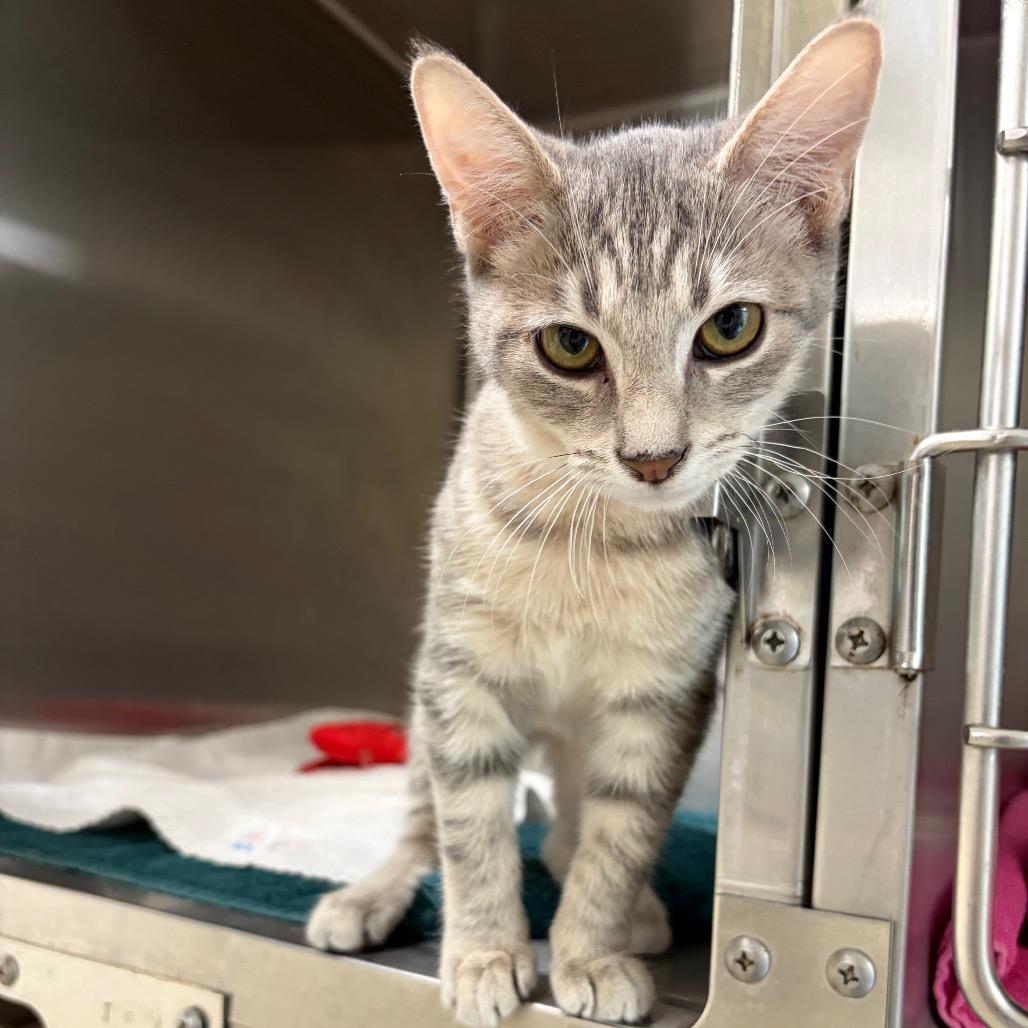 Enlarge Javier, a Adoptable Domestic Short Hair in Harrisonburg, VA image 2/5