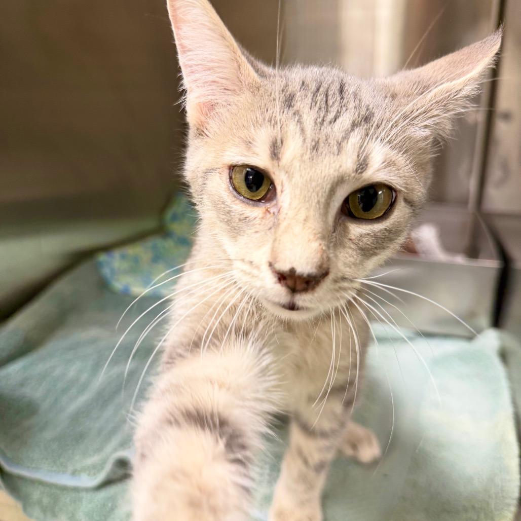 Enlarge Javier, a Adoptable Domestic Short Hair in Harrisonburg, VA image 3/5
