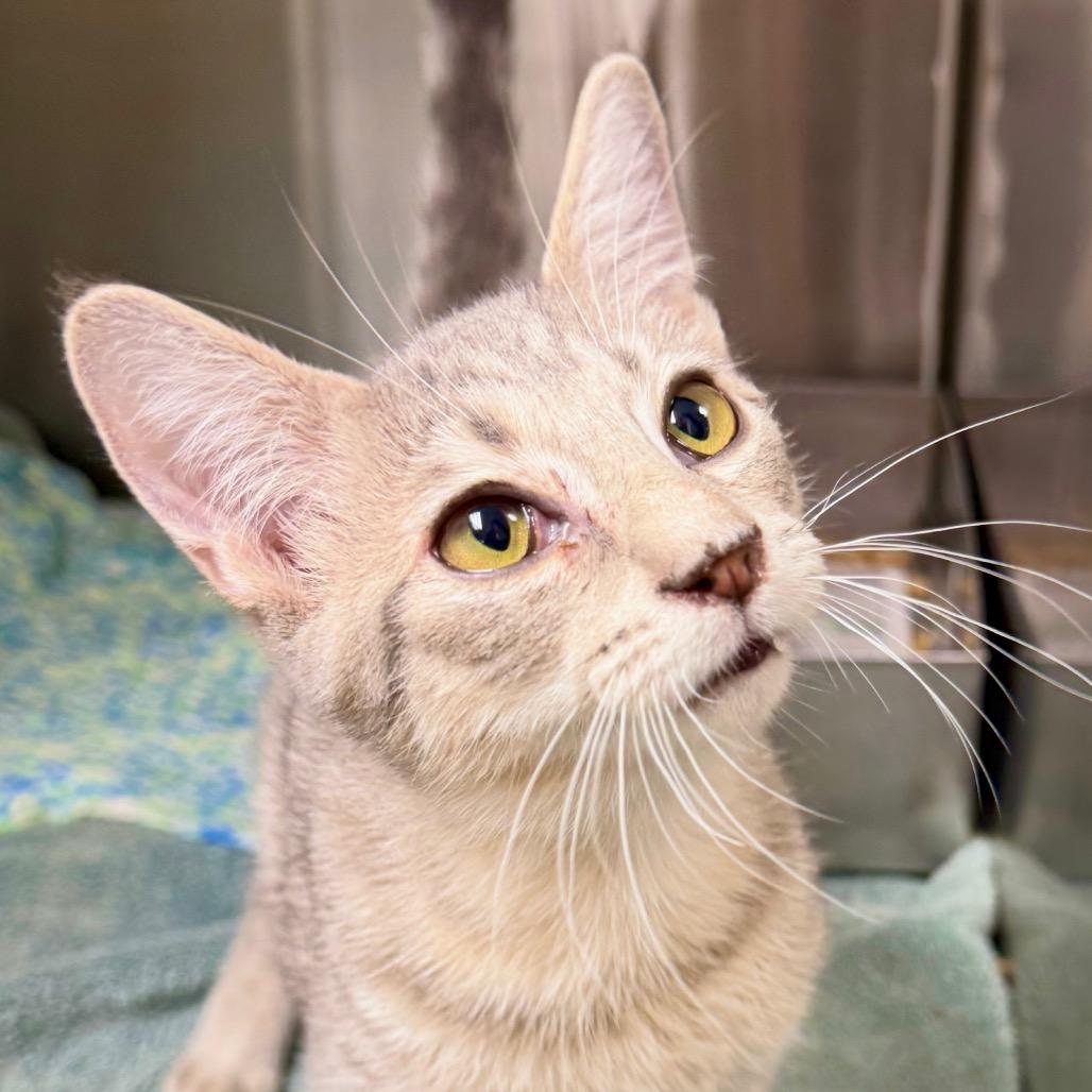 Enlarge Javier, a Adoptable Domestic Short Hair in Harrisonburg, VA image 4/5