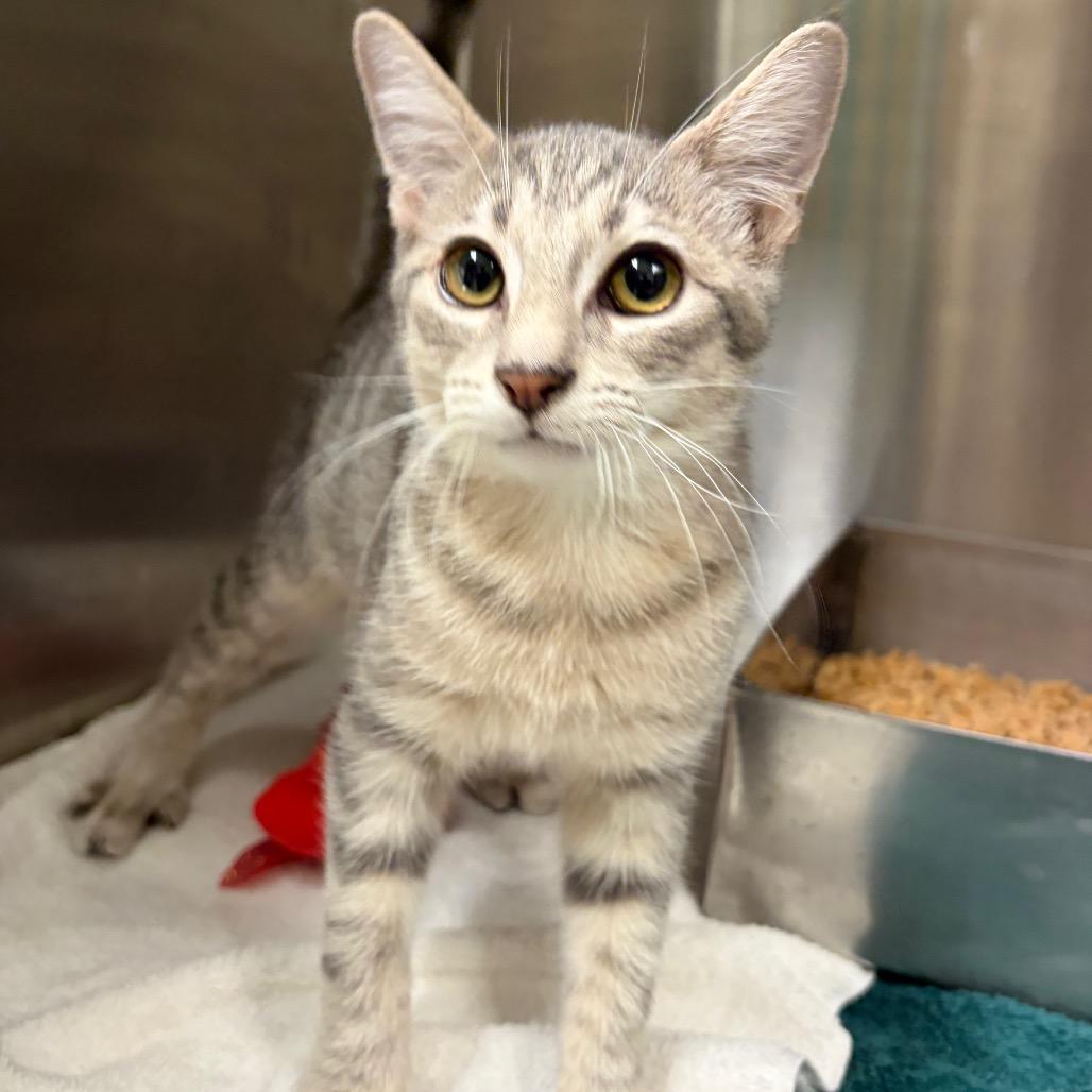 Enlarge Javier, a Adoptable Domestic Short Hair in Harrisonburg, VA image 5/5