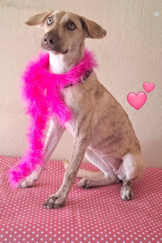 Daisy, Adoptable, Puppy Female Catahoula Leopard Dog & Labrador Retriever.
