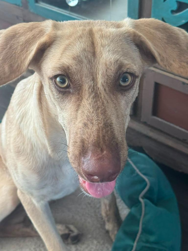 Enlarge Daisy, a Adoptable mixed breed in San Diego, CA image 2/6
