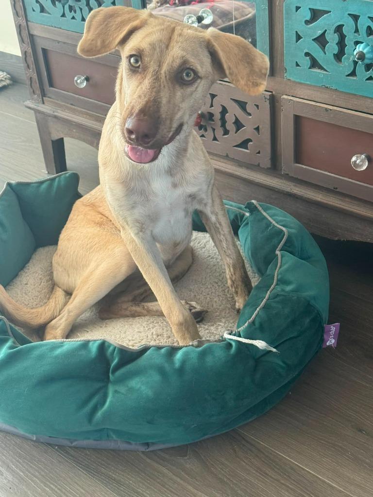 Enlarge Daisy, a Adoptable mixed breed in San Diego, CA image 3/6