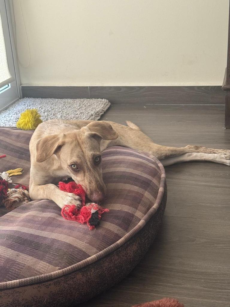 Enlarge Daisy, a Adoptable mixed breed in San Diego, CA image 4/6