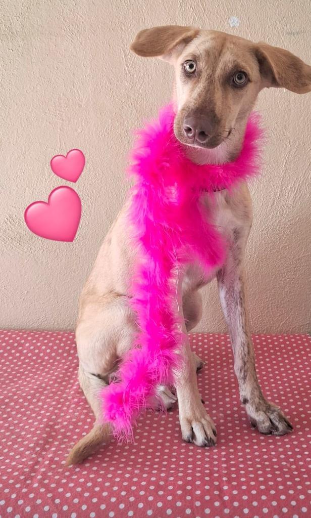 Enlarge Daisy, a Adoptable mixed breed in San Diego, CA image 5/6