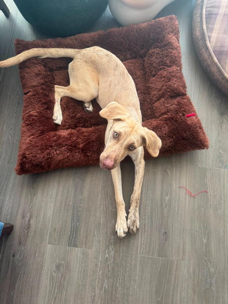 Enlarge Daisy, a Adoptable mixed breed in San Diego, CA image 6/6