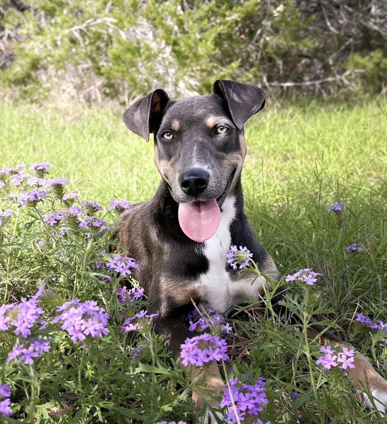 Azalea, Adoptable, Young Female Hound & German Shepherd Dog.