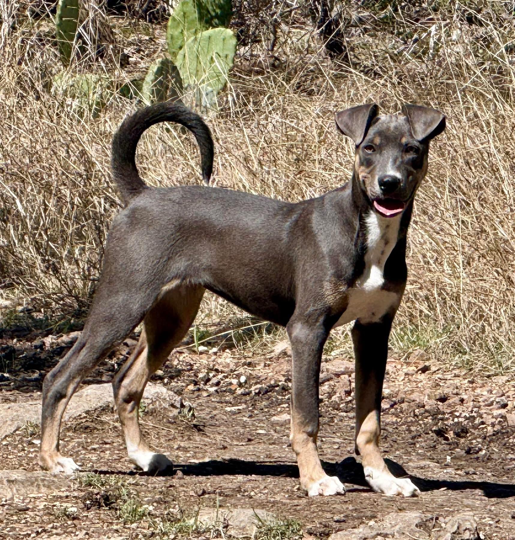 Enlarge Azalea, a Adoptable mixed breed in San Antonio, TX image 3/5