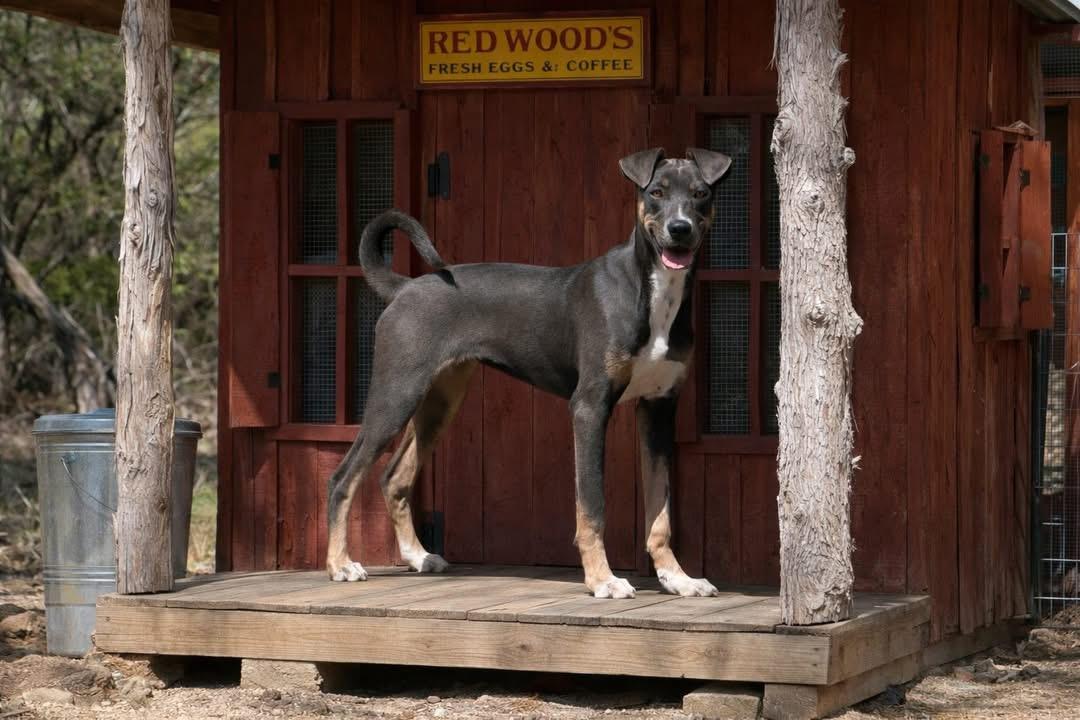 Enlarge Azalea, a Adoptable mixed breed in San Antonio, TX image 4/5