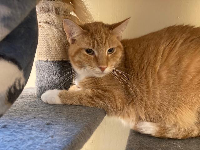 Dublin, Adoptable, Young Male Domestic Short Hair.