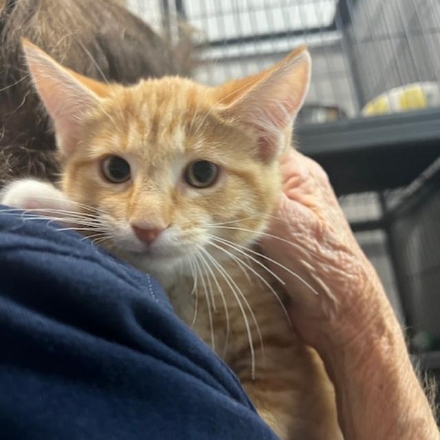 Dublin, a Adoptable Domestic Short Hair in Kankakee, IL image 3/3