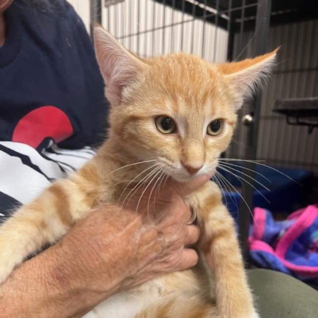 Dublin, a Adoptable Domestic Short Hair in Kankakee, IL image 1/3