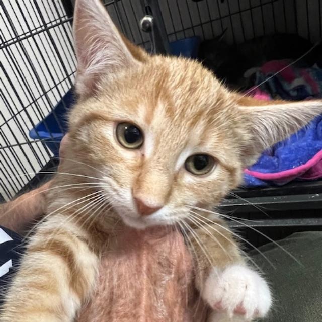 Dublin, a Adoptable Domestic Short Hair in Kankakee, IL image 2/3