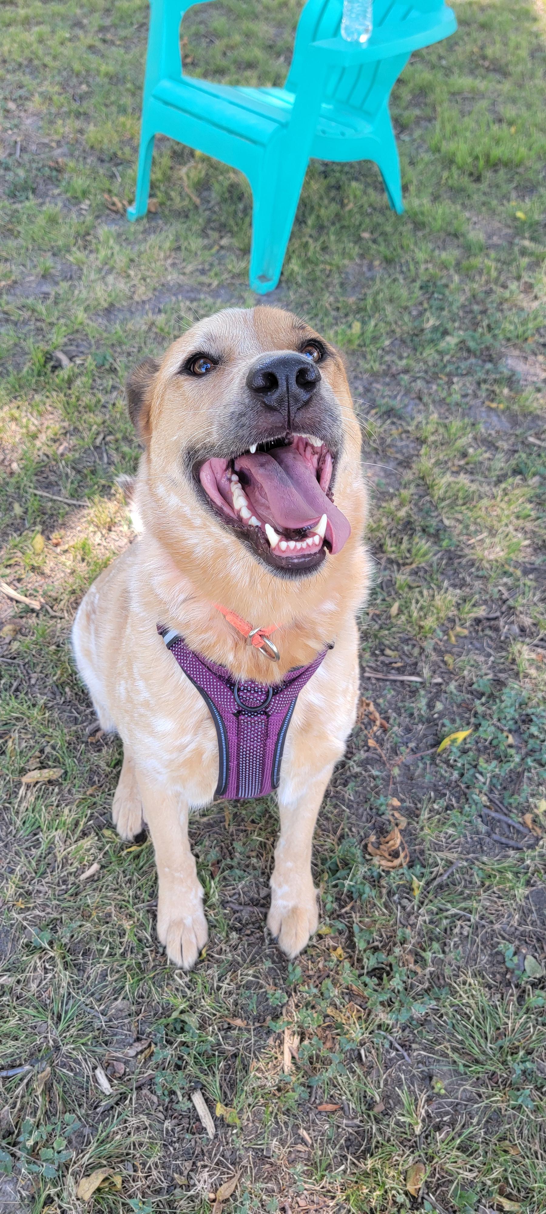 Enlarge Remy, a Adoptable mixed breed in Grand Rapids, MI image 1/5