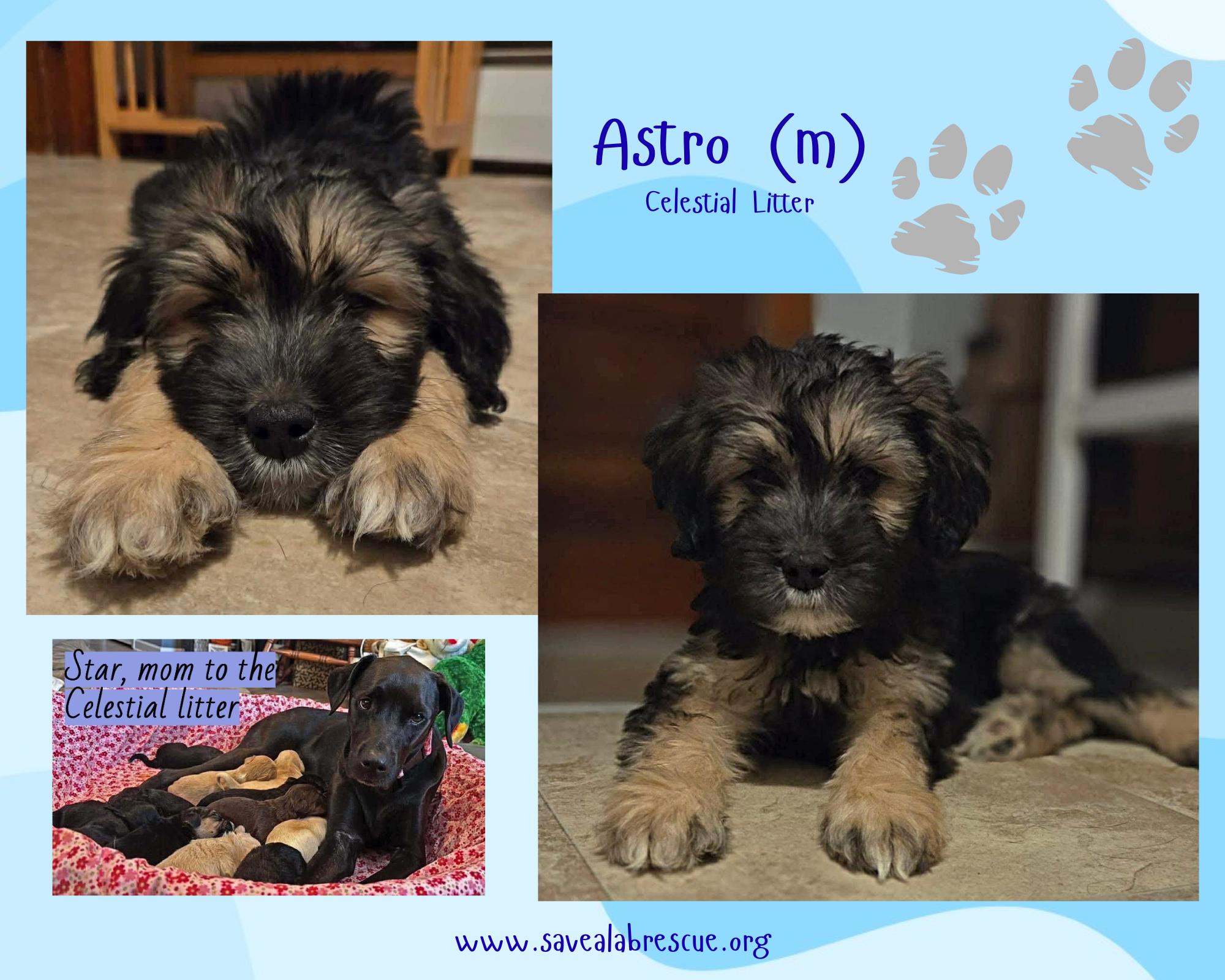 Astro, adopted, Puppy Male Labrador Retriever & Black Labrador Retriever.