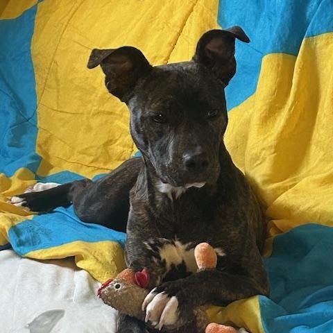 Bonnie ~ Special Girl, ADOPTABLE, Puppy Female Catahoula Leopard Dog.