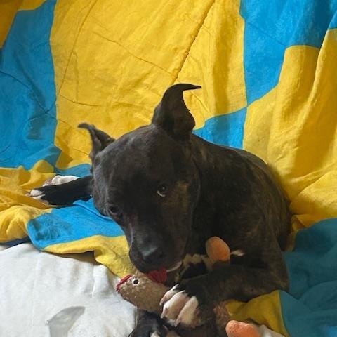 Bonnie ~ Special Girl, a ADOPTABLE mixed breed in Woburn, MA image 3/6