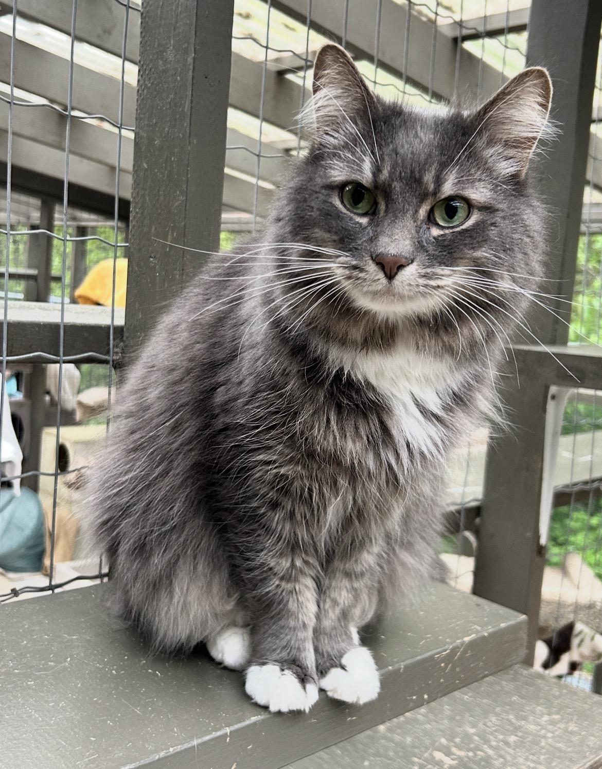 Sooty, ADOPTABLE, Adult Male Domestic Long Hair.