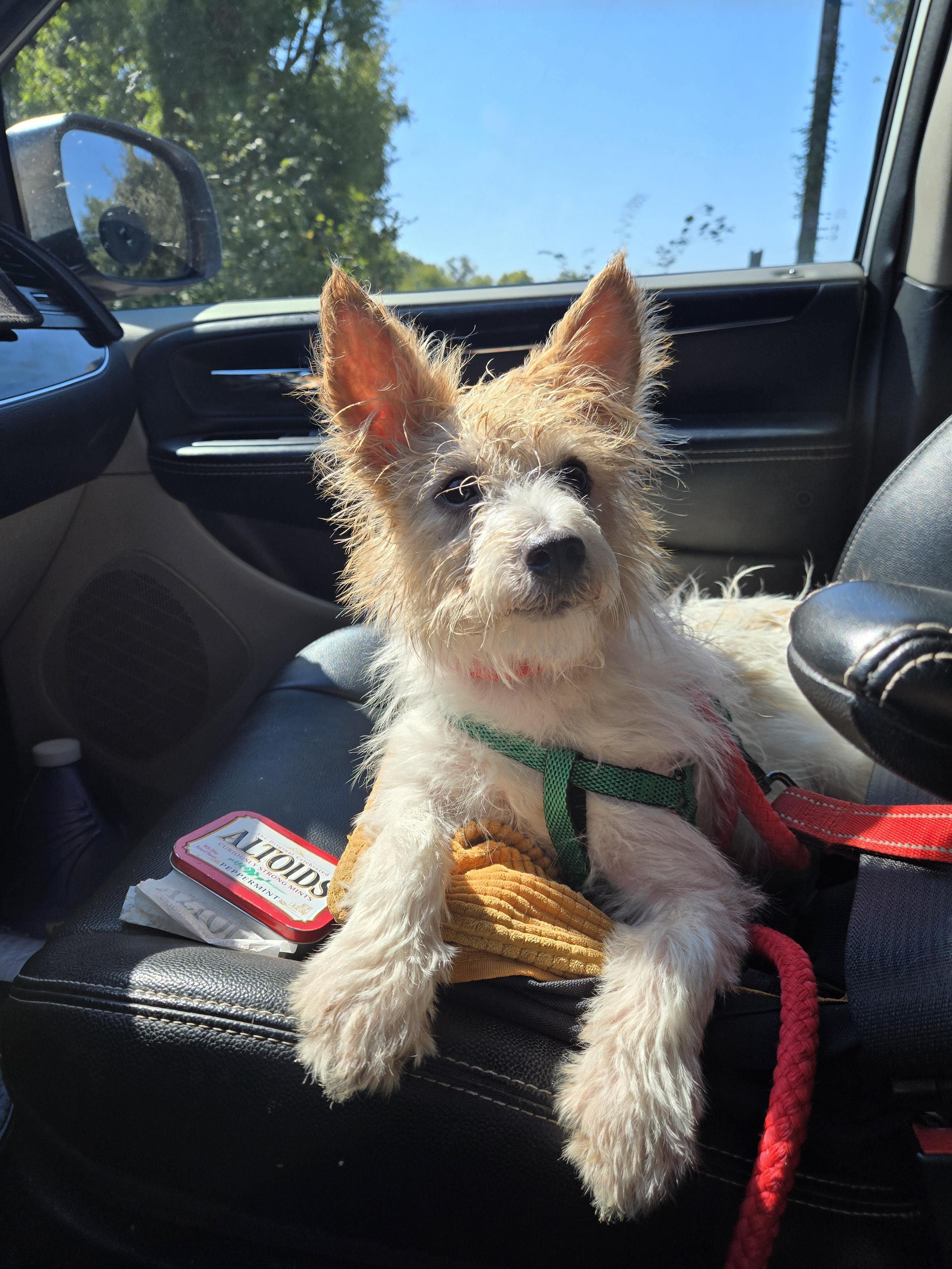 Enlarge Bengi, a Adopted mixed breed in Mexia, TX image 1/1