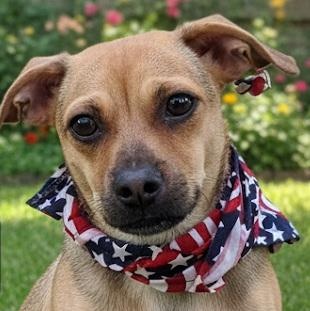 George Michael, an adoptable mixed breed in Gilbert, AZ image 1/2