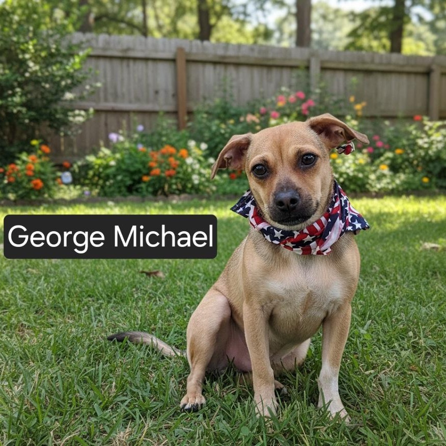 George Michael, an adoptable mixed breed in Gilbert, AZ image 2/2