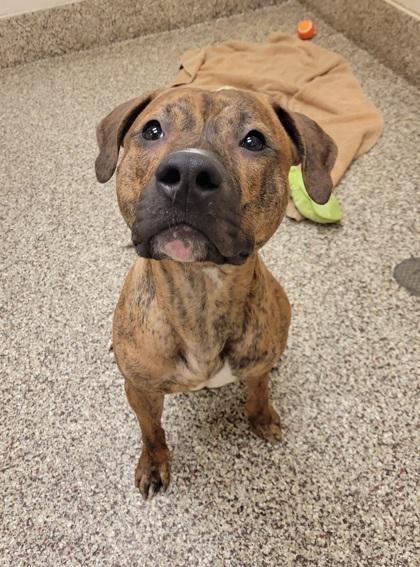 Phoenix, Adoptable, Adult Male Pit Bull Terrier & Mixed Breed.