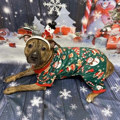 Phoenix, a Adoptable mixed breed in Detroit, MI image 5/6