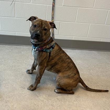 Phoenix, a Adoptable mixed breed in Detroit, MI image 6/6