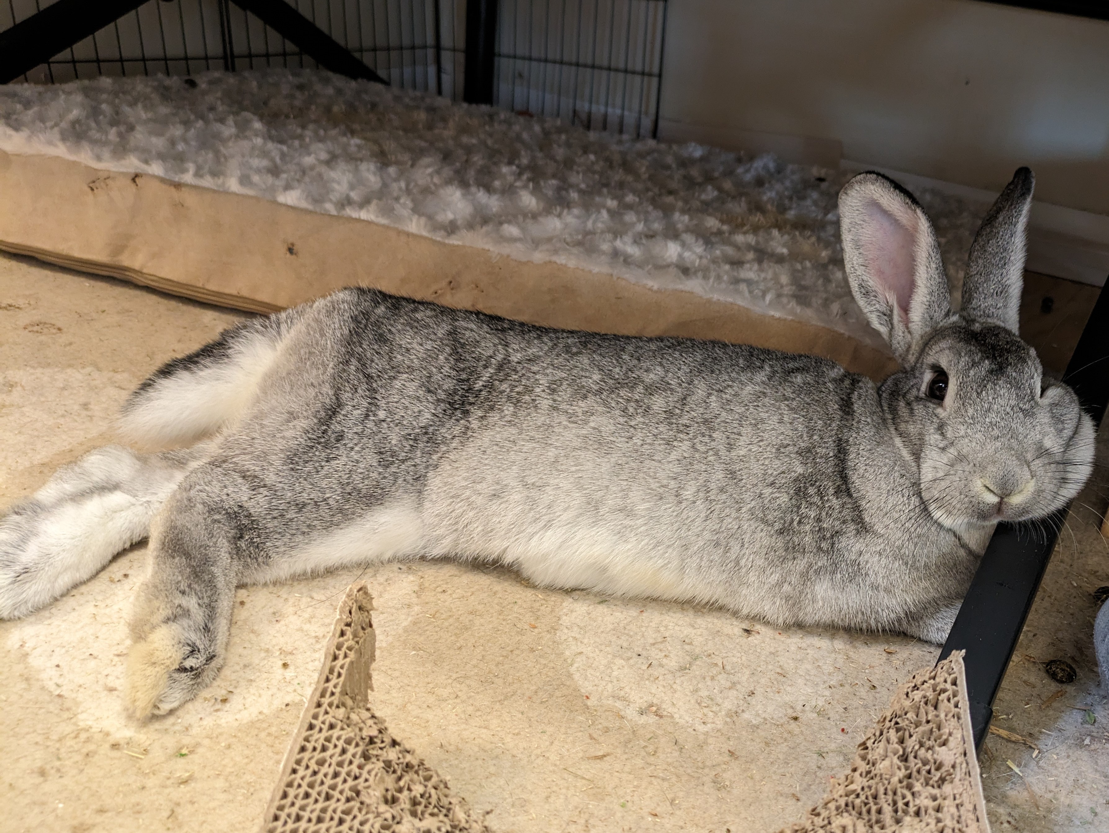 Willow (Bonded to Rose), a Adoptable Chinchilla in Alexandria, VA image 2/6
