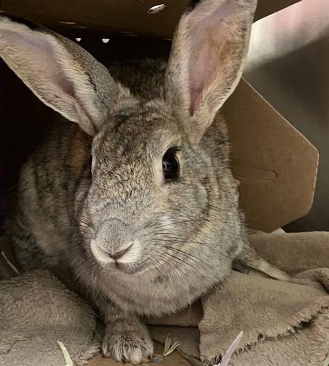 Willow (Bonded to Rose), Adoptable, Adult Female Chinchilla.