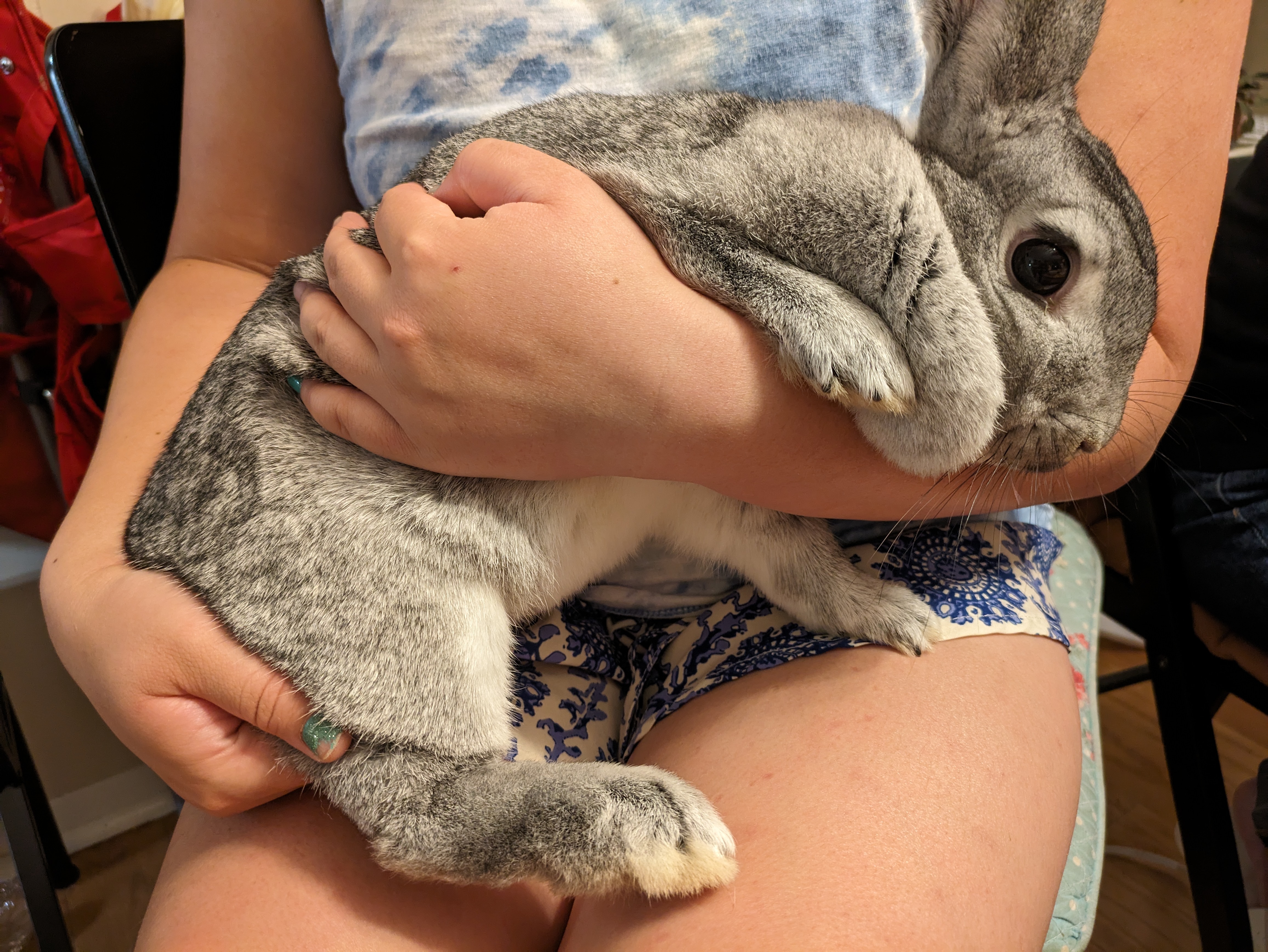 Willow (Bonded to Rose), a Adoptable Chinchilla in Alexandria, VA image 5/6