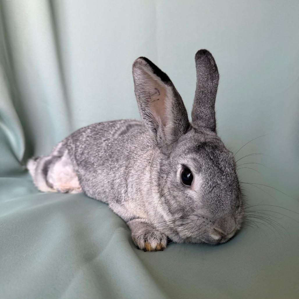 Willow (Bonded to Rosie), a Adoptable Chinchilla in Columbia, MD image 1/6