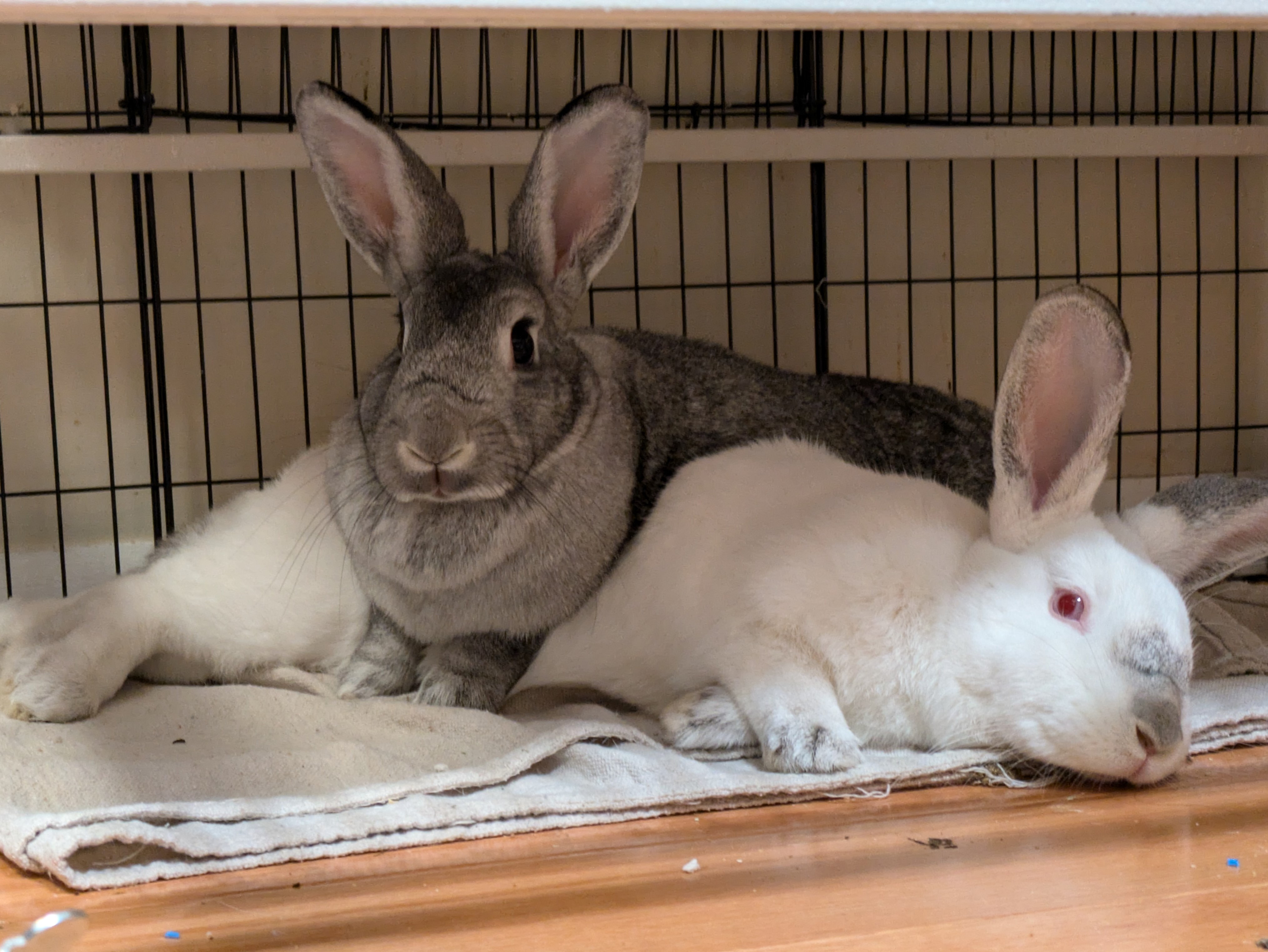 Willow (Bonded to Rose), a Adoptable Chinchilla in Alexandria, VA image 3/6