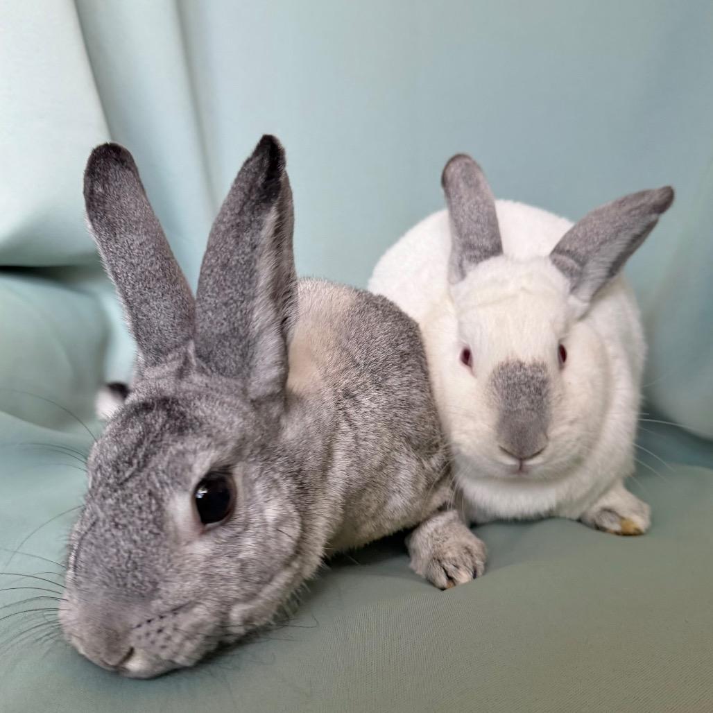 Willow (Bonded to Rosie), a Adoptable Chinchilla in Columbia, MD image 4/6
