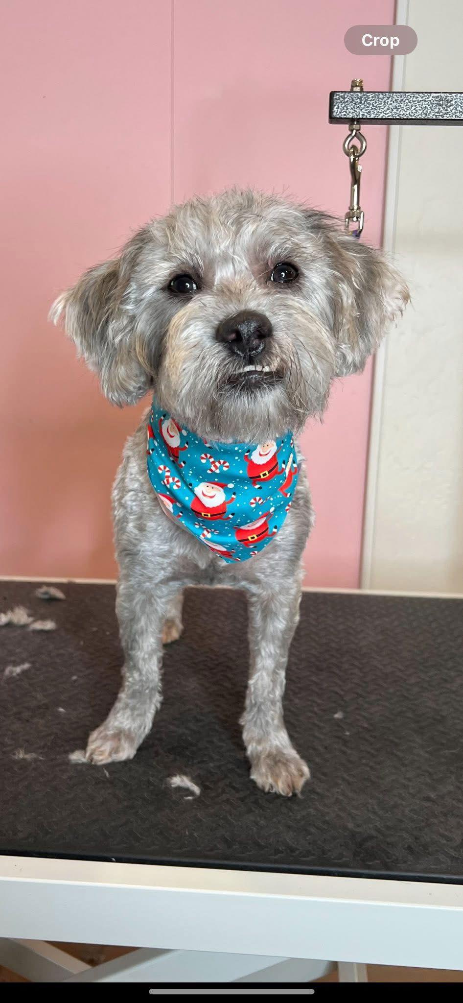 Enlarge Giovanni, a Adoptable mixed breed in Queen Creek, AZ image 1/1