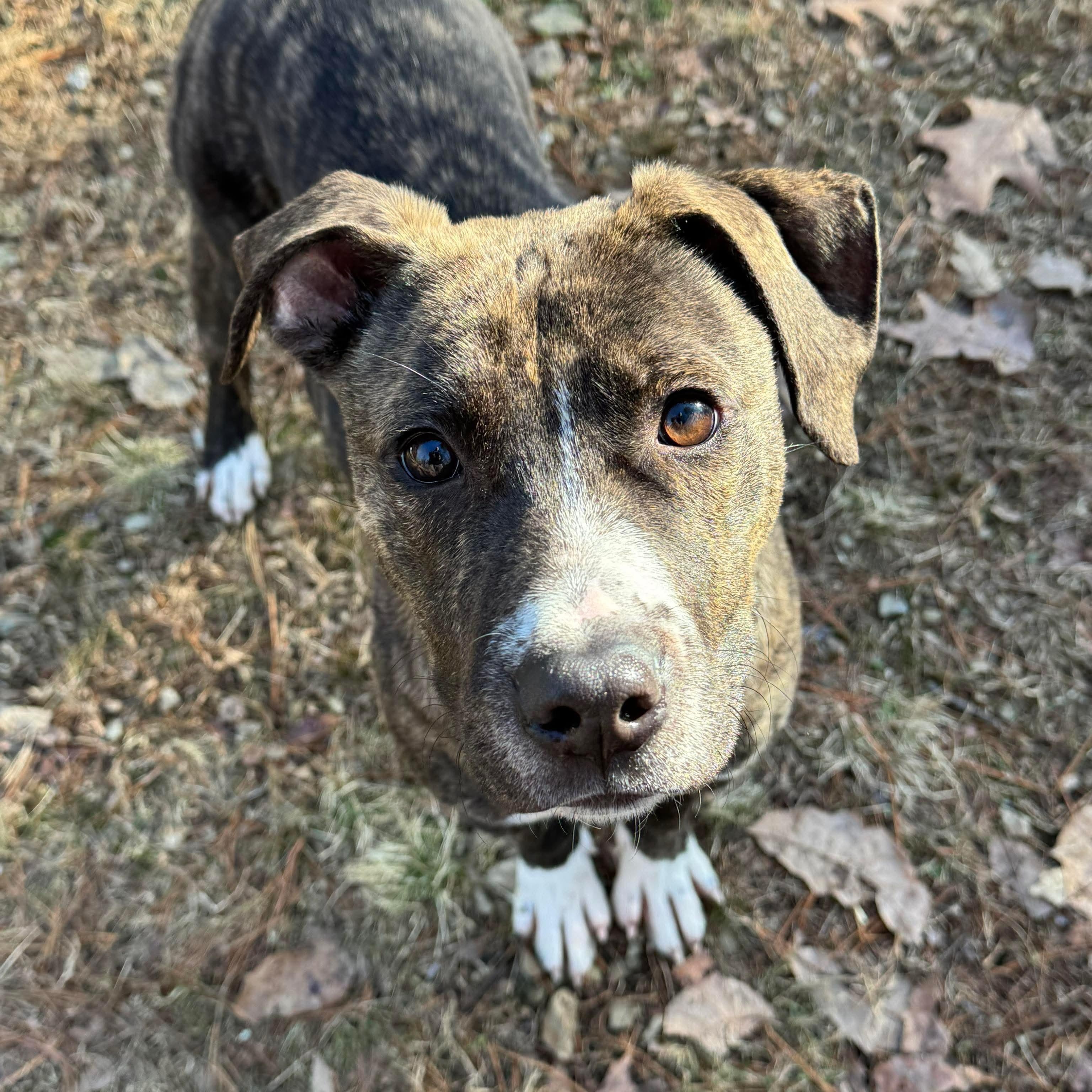 Enlarge Camo, a ADOPTABLE mixed breed in Bethlehem, PA image 1/3