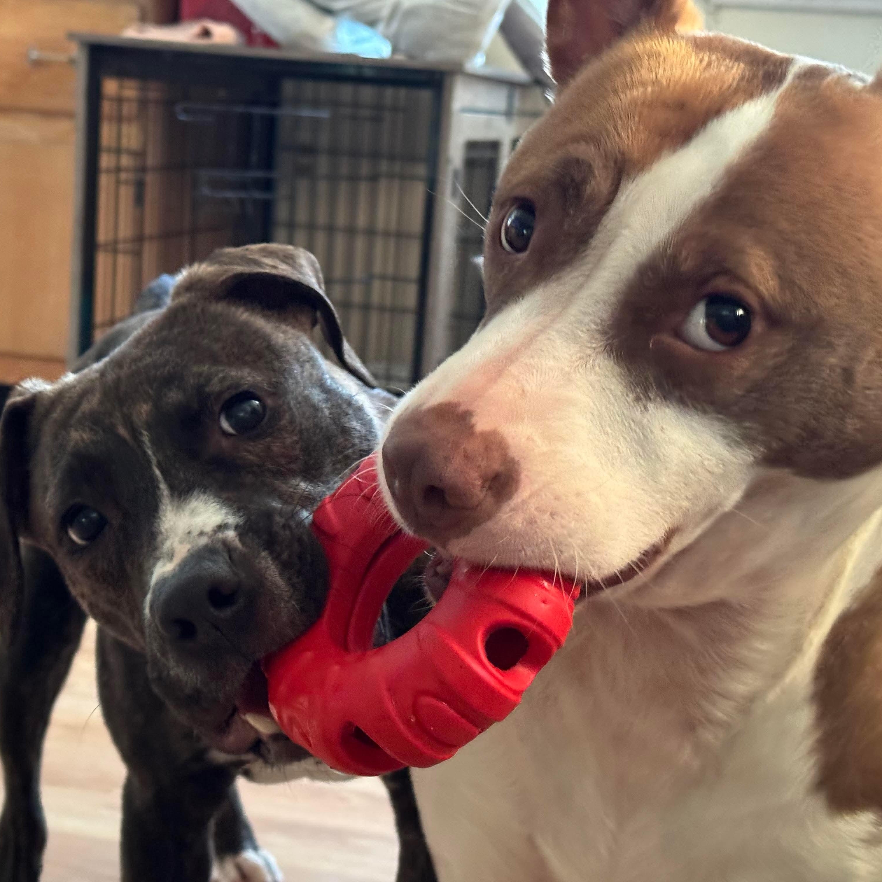 Enlarge Camo, a ADOPTABLE mixed breed in Bethlehem, PA image 4/6