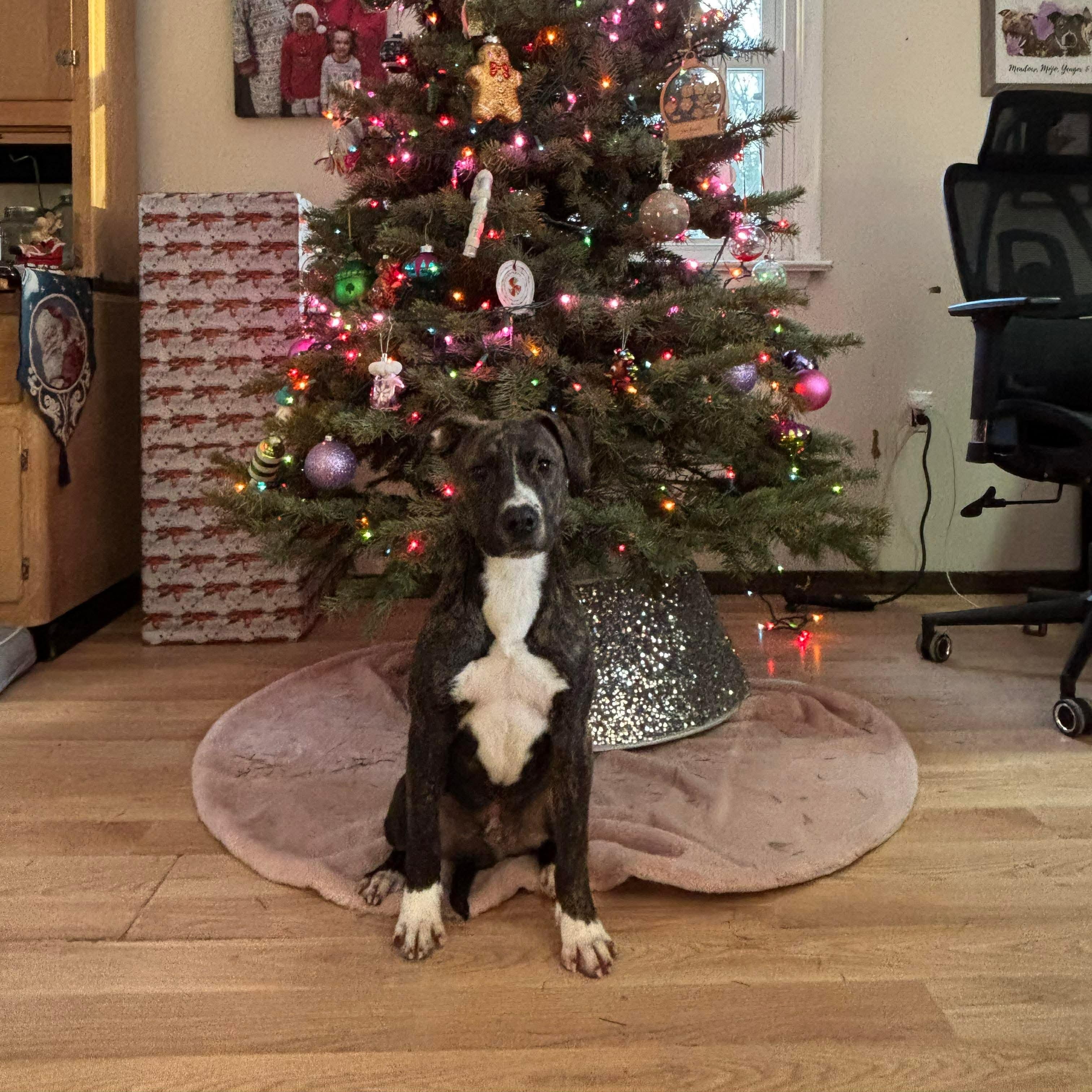 Enlarge Camo, a ADOPTABLE mixed breed in Bethlehem, PA image 2/6