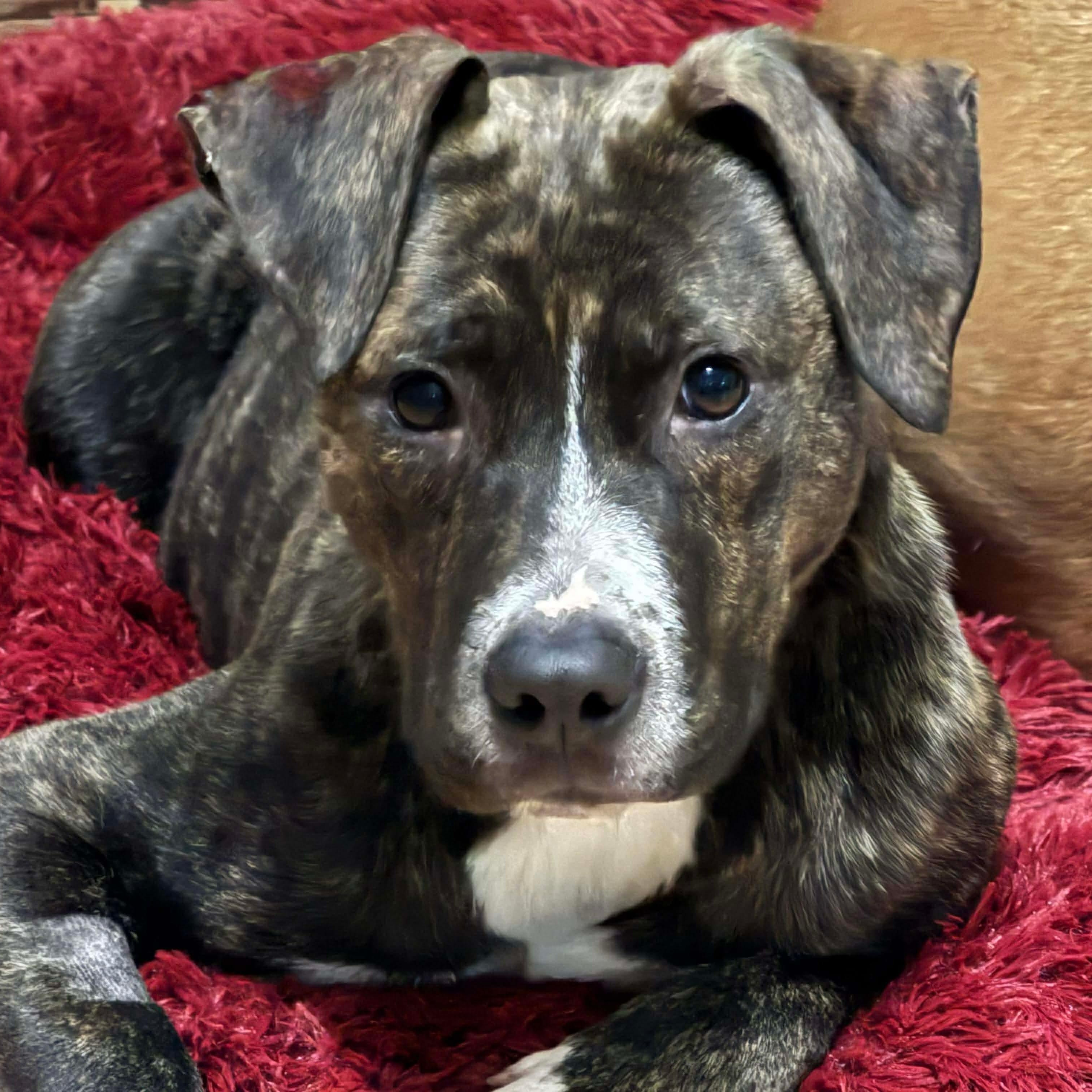 Enlarge Camo, a ADOPTABLE mixed breed in Bethlehem, PA image 6/6